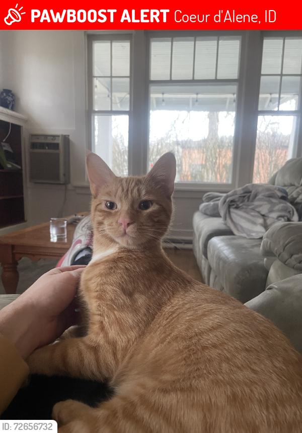 Lost Male Cat last seen Downtown CDA, Coeur d'Alene, ID 83814