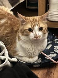 Lost Male Cat last seen Diamond park , Oakland, CA 94602
