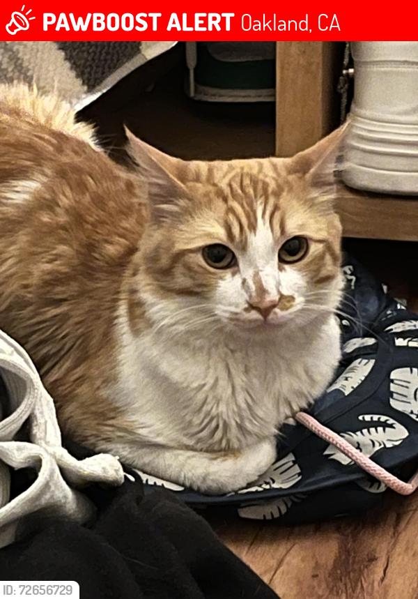 Lost Male Cat last seen Diamond park , Oakland, CA 94602