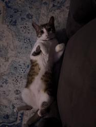 Lost Male Cat last seen N 59th LN , McAllen, TX 78504