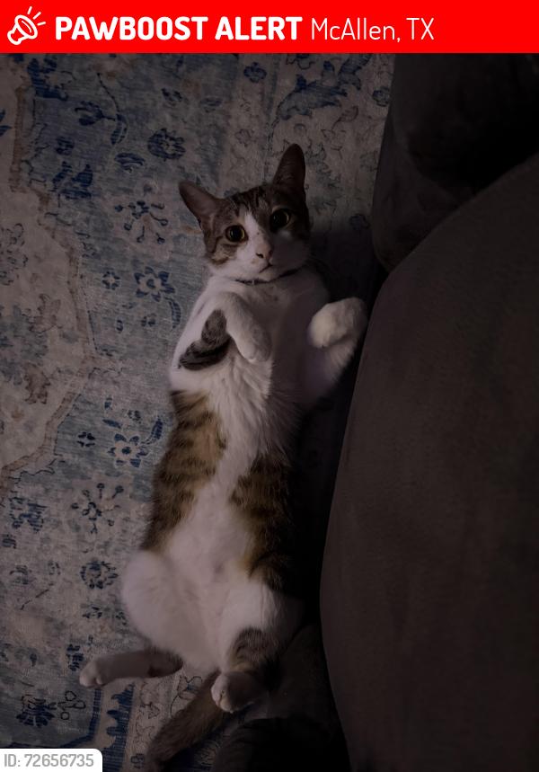 Lost Male Cat last seen N 59th LN , McAllen, TX 78504