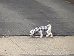 Found/Stray Unknown Dog last seen Preakness & Crosby, Paterson, NJ 07502