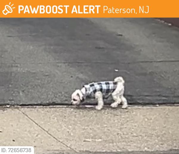 Found/Stray Unknown Dog last seen Preakness & Crosby, Paterson, NJ 07502