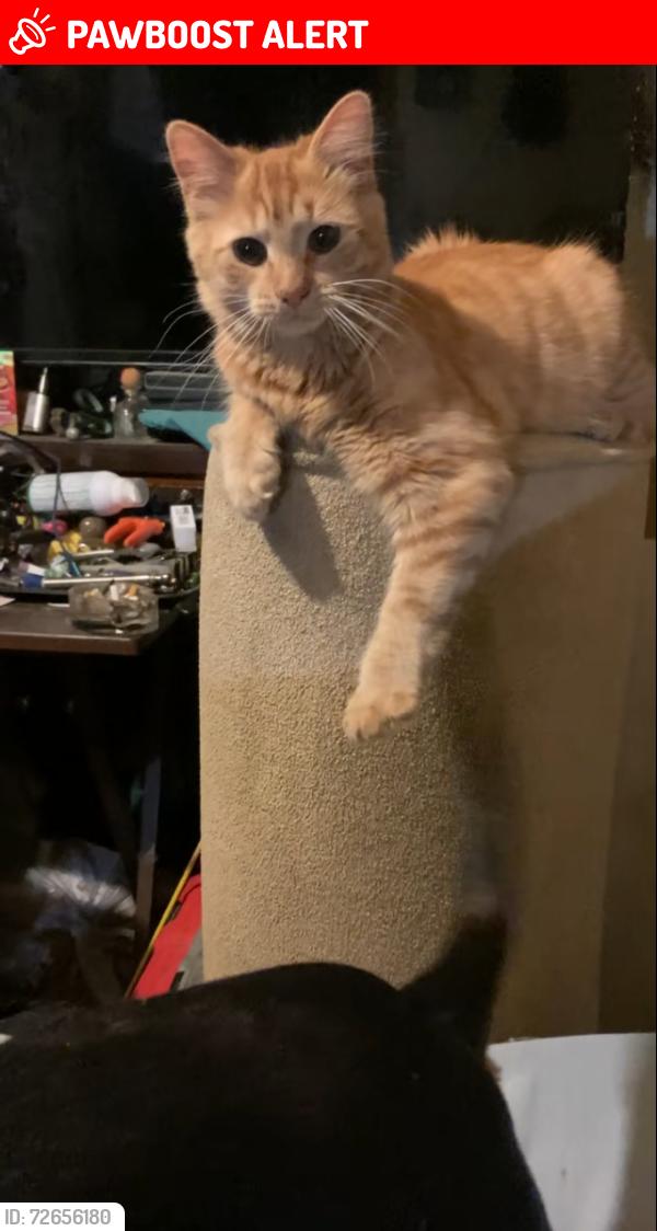 Lost Male Cat last seen Mount gilead church road, Chatham County, NC 27312
