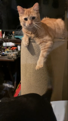 Lost Male Cat last seen Mount gilead church road, Chatham County, NC 27312