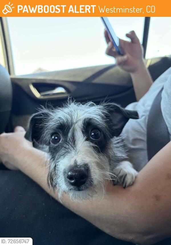 Found/Stray Female Dog last seen Westminster , Westminster, CO 80030
