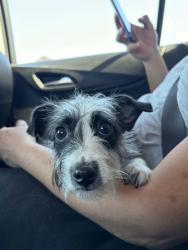 Found/Stray Female Dog last seen Westminster , Westminster, CO 80030