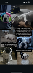 Lost Male Dog last seen Ogden and Stewart , Las Vegas, NV 89110