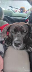 Lost Male Dog last seen Coburg Rd and Harlow rd, Eugene, OR 97401