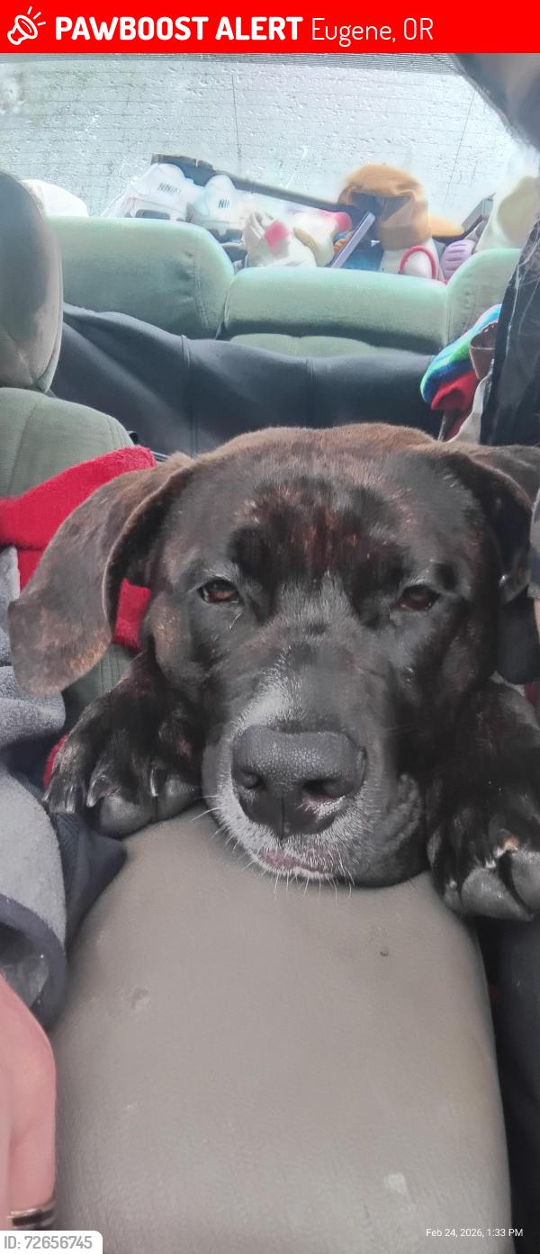 Lost Male Dog last seen Coburg Rd and Harlow rd, Eugene, OR 97401