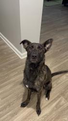 Found/Stray Female Dog last seen Cain Road and Forrest Hills Drive, Fayetteville, NC 28303