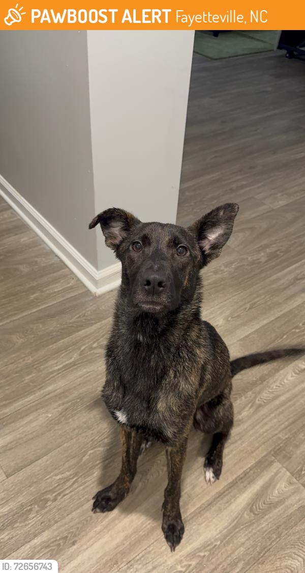 Found/Stray Female Dog last seen Cain Road and Forrest Hills Drive, Fayetteville, NC 28303