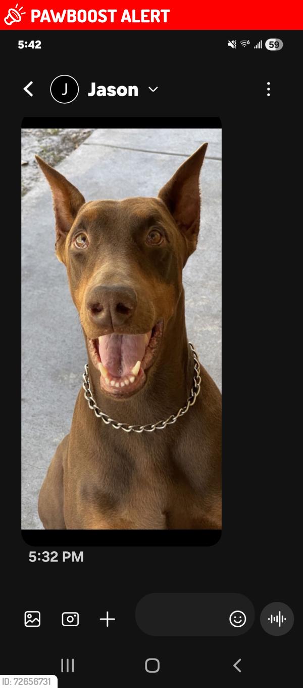 Lost Male Dog last seen Pless rd, Hillsborough County, FL 33565