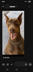 Lost Male Dog last seen Pless rd, Hillsborough County, FL 33565