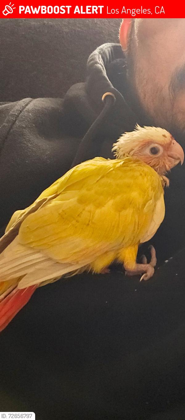 Lost Female Bird last seen Woodley & parthenia , Los Angeles, CA 91343