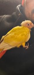 Lost Female Bird last seen Woodley & parthenia , Los Angeles, CA 91343