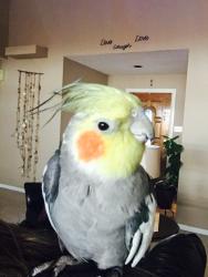 Lost Male Bird last seen Brown Trail and Sandlin Dr. , Bedford, TX 76021