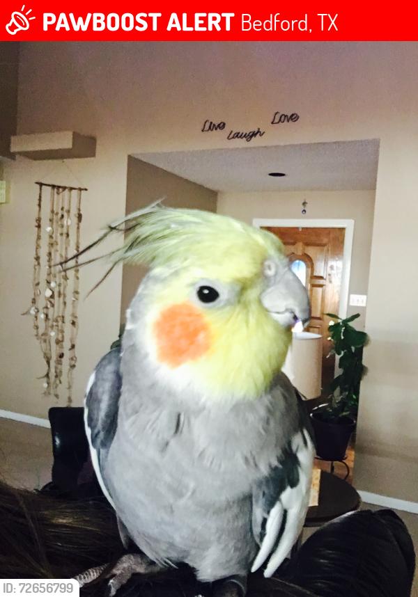 Lost Male Bird last seen Brown Trail and Sandlin Dr. , Bedford, TX 76021