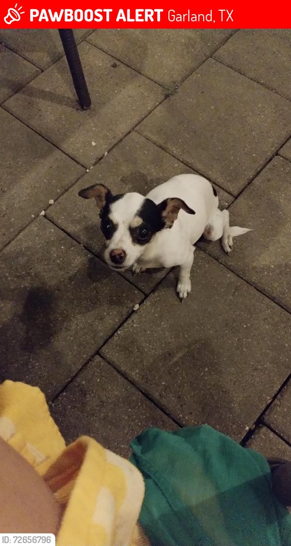 Lost Female Dog last seen Broadmoor Dr , Garland, TX 75043
