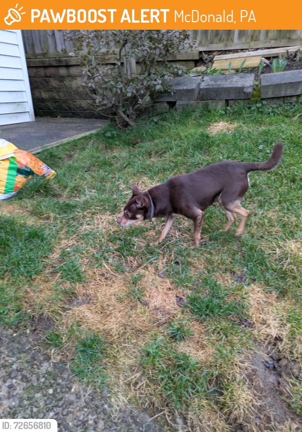 Found/Stray Unknown Dog last seen Santiago Rd , McDonald, PA 15057