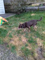 Found/Stray Unknown Dog last seen Santiago Rd , McDonald, PA 15057