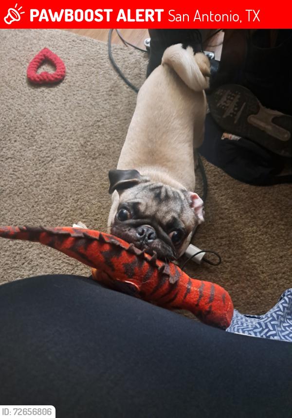 Lost Female Dog last seen Near new world drive, San Antonio, TX 78239