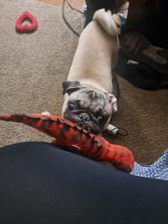 Lost Female Dog last seen Near new world drive, San Antonio, TX 78239