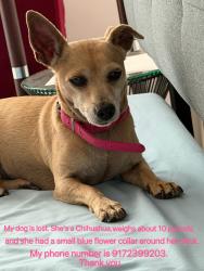 Lost Female Dog last seen Hill and Peterson, South Pasadena, CA 91030