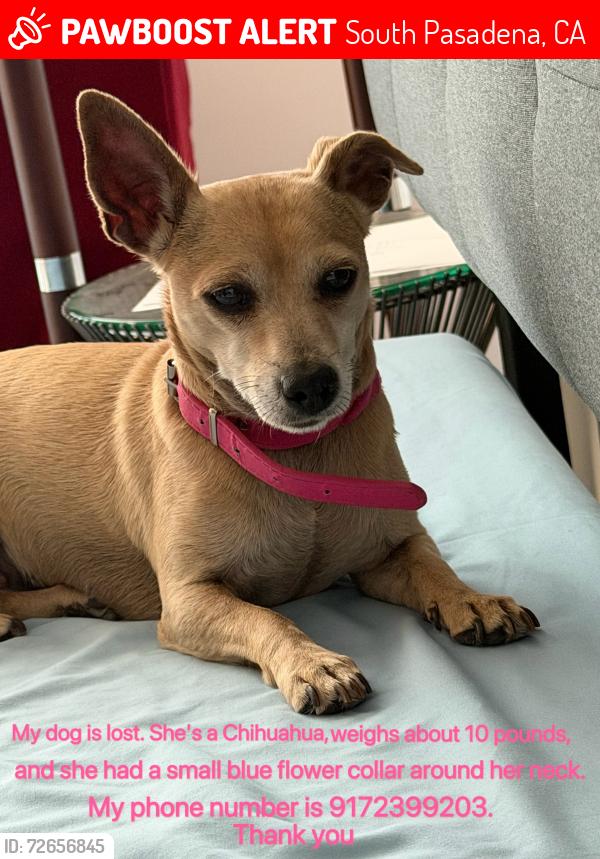 Lost Female Dog last seen Hill and Peterson, South Pasadena, CA 91030