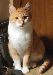 Lost Male Cat last seen Lillian Blvd , Mansfield, OH 44906
