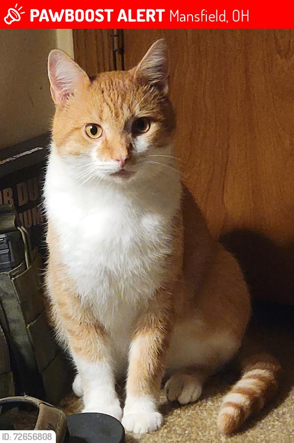 Lost Male Cat last seen Lillian Blvd , Mansfield, OH 44906