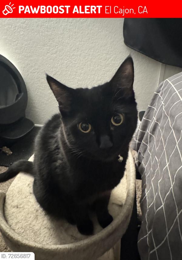 Lost Female Cat last seen Timber apmts on Petree Street, El Cajon, CA 92020