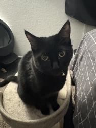 Lost Female Cat last seen Timber apmts on Petree Street, El Cajon, CA 92020