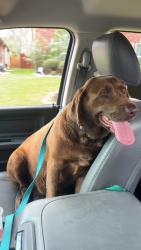Found/Stray Female Dog last seen Near Louetta rd, Spring, TX 77379