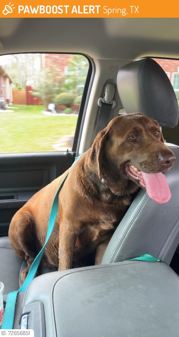 Found/Stray Female Dog last seen Near Louetta rd, Spring, TX 77379