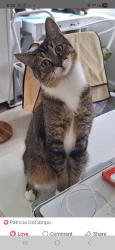 Lost Male Cat last seen By Oasis building and Regents Park nursing , Miami, FL 33180