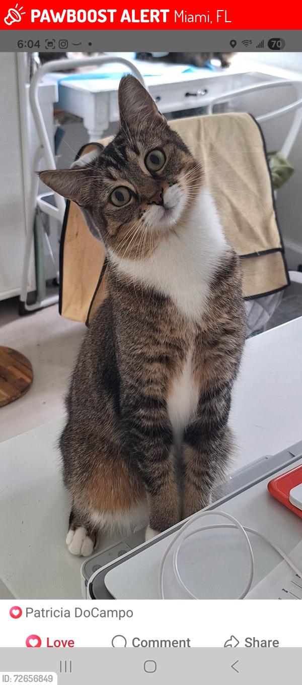 Lost Male Cat last seen By Oasis building and Regents Park nursing , Miami, FL 33180