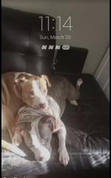 Lost Male Dog last seen Sable Kennel PA  Liverpool ohio Seville ohio  Midland PA , McKeesport, PA 15132