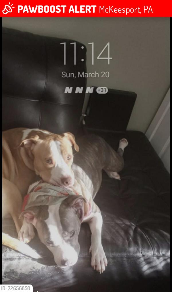 Lost Male Dog last seen Sable Kennel PA  Liverpool ohio Seville ohio  Midland PA , McKeesport, PA 15132