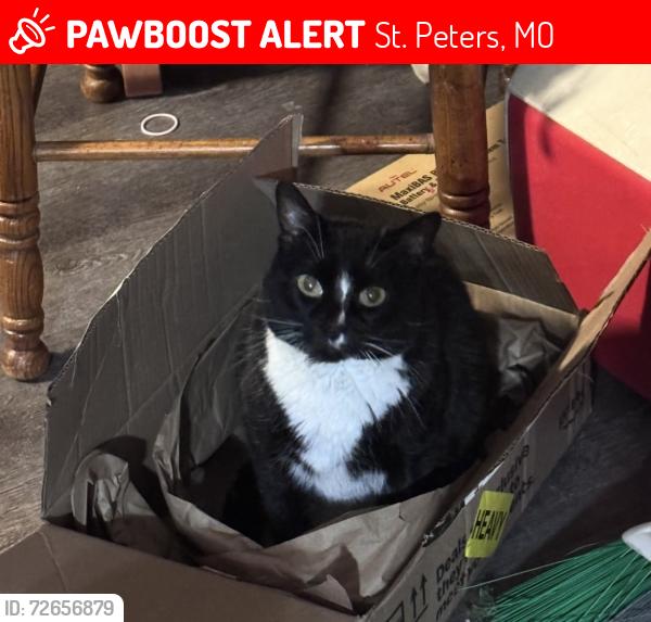 Lost Female Cat last seen Eichelberger, St. Peters, MO 63376