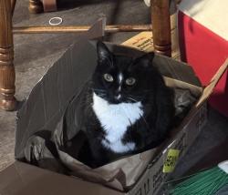 Lost Female Cat last seen Eichelberger, St. Peters, MO 63376