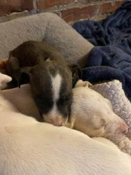 Found/Stray Male Dog last seen Outside of state , Richmond, VA 23219