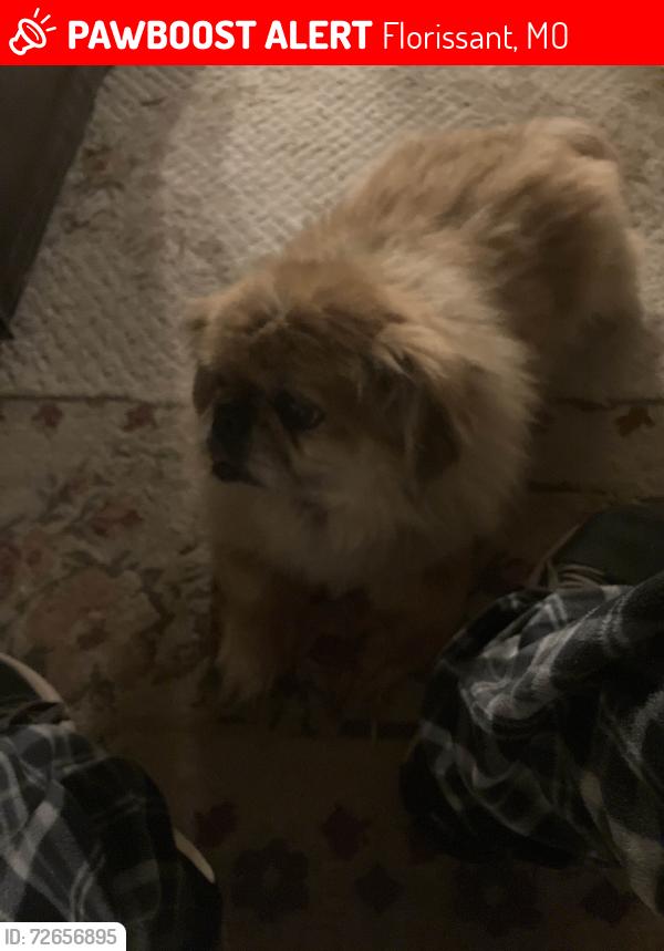 Lost Male Dog last seen Wedgewood neighborhood park, Florissant, MO 63033