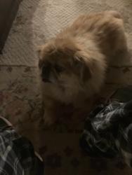 Lost Male Dog last seen Wedgewood neighborhood park, Florissant, MO 63033