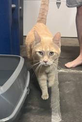 Found/Stray Male Cat last seen Dr. Frankel Dentistry, Toledo, OH 43623