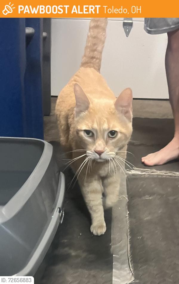 Found/Stray Male Cat last seen Dr. Frankel Dentistry, Toledo, OH 43623