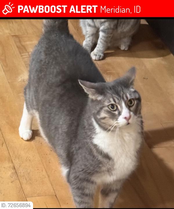 Lost Male Cat last seen Victory and locust grove , Meridian, ID 83642