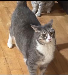 Lost Male Cat last seen Victory and locust grove , Meridian, ID 83642