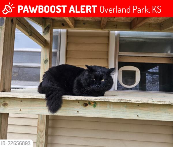 Lost Male Cat last seen 179th & Lackman, Overland Park, KS 66062