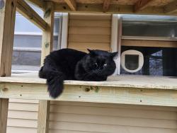 Lost Male Cat last seen 179th & Lackman, Overland Park, KS 66062
